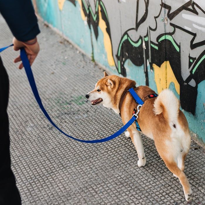 cane che passeggia