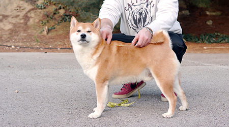 Anteprima tutorial su come prendere misure del dorso del cane