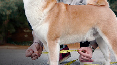 Anteprima tutorial su come prendere misure dello sterno del cane